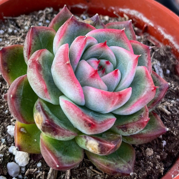 Import Agavoides Sp Succulent Plant | Container Garden | Rooted succulent