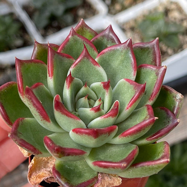 Import Echeveria Shakle | Succulent Plant | Container Garden | Rooted succulent