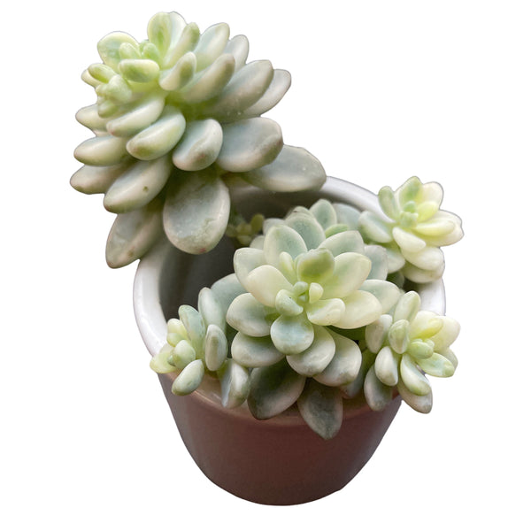 Import Echeveria Sedum Clavatum Variegata