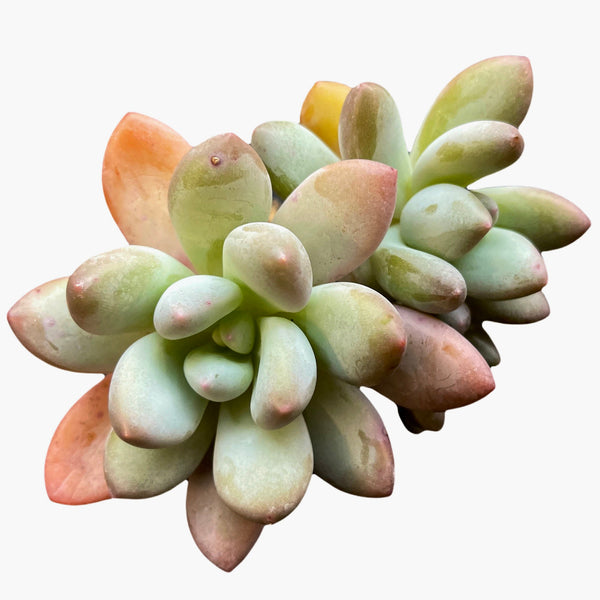 Import Echeveria Frevel