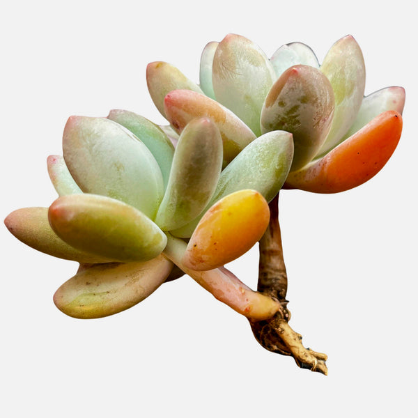 Import Echeveria Frevel