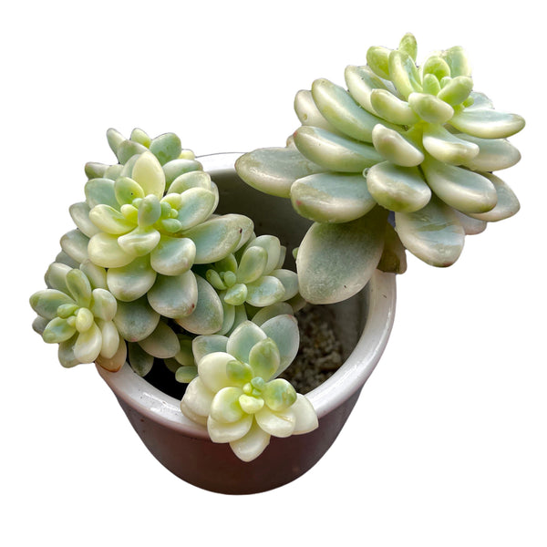 Import Echeveria Sedum Clavatum Variegata