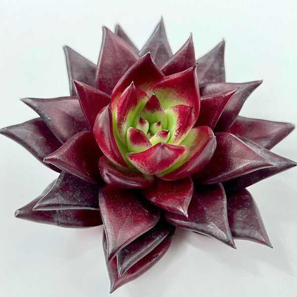 Import Agavoides Luming