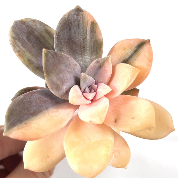 Import Graptopetalum Superbum Variegated