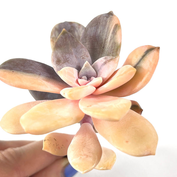 Import Graptopetalum Superbum Variegated
