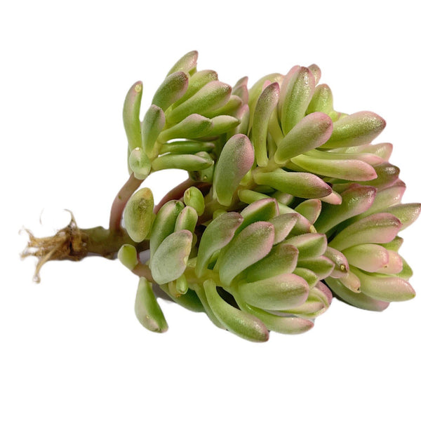 Import Sedum Joyce Tulloch Variegata