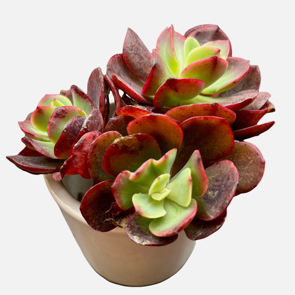 Import Echeveria Jyulia| Succulent Plant | Container Garden