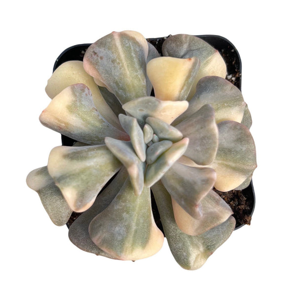 Import Echeveria Pulvinita Frosty Variegata