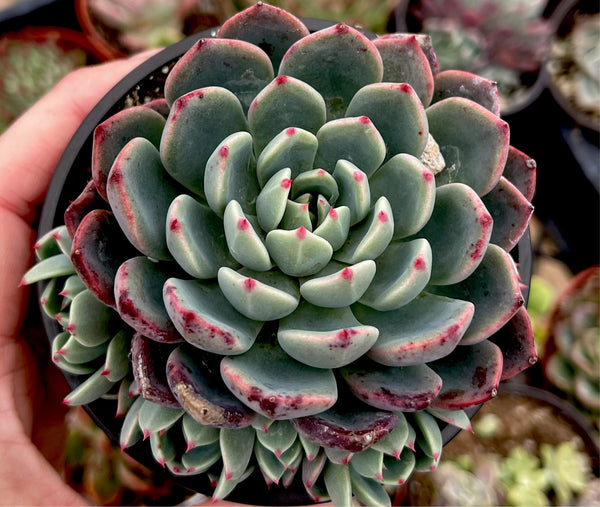 Echeveria Nanahukumini 