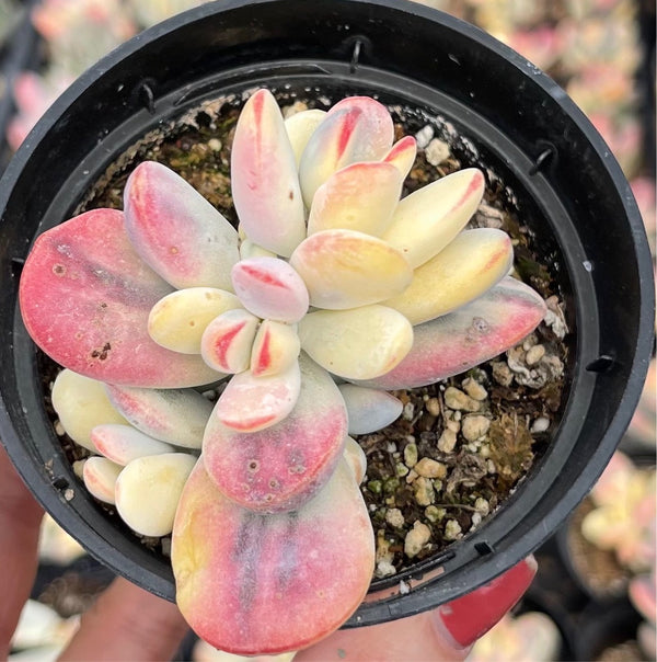 chantilly succulent Echeveria Chantilly Variegata