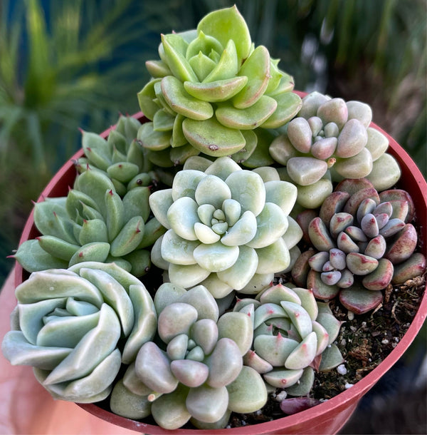 korean succulent import Import Echeveria Hera | Rare Korean Succulent