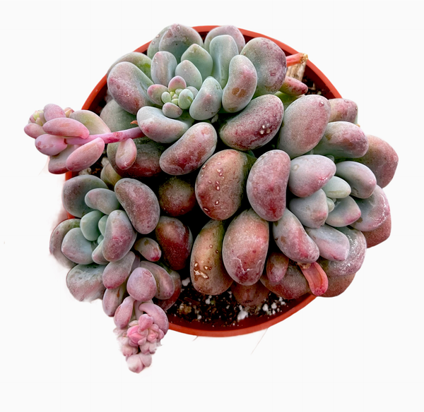 Echeveria Lepe