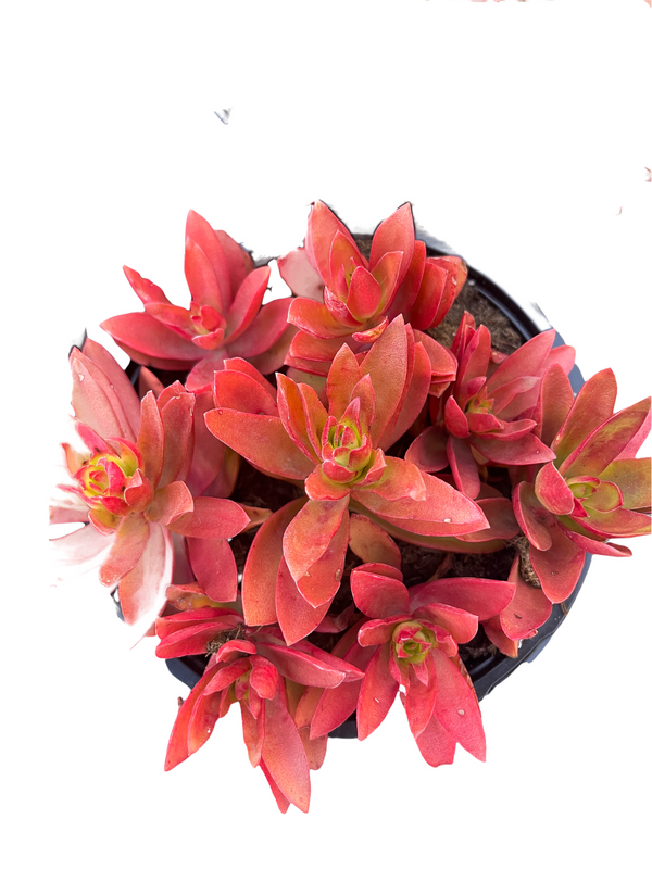 campfire jade succulent Crassula Capitella Campfire