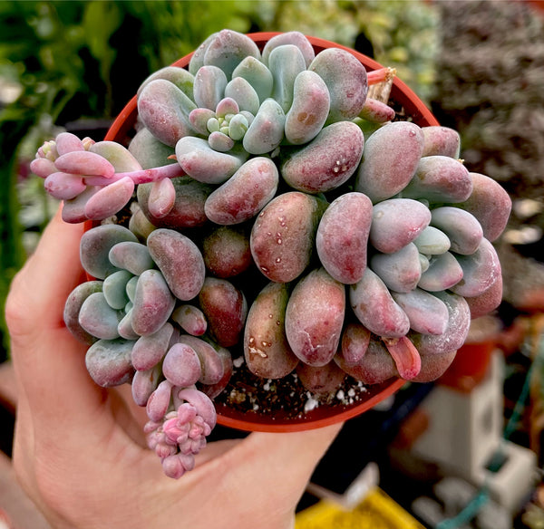 Echeveria Lepe