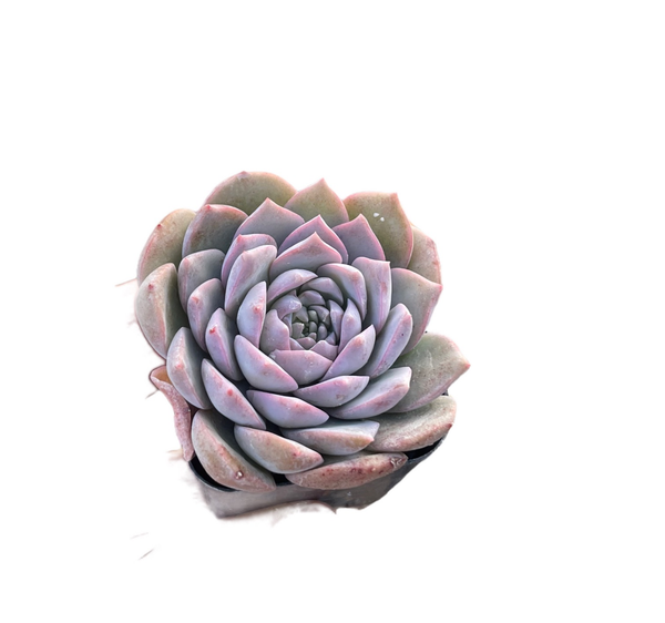 Echeveria Amazing Grace