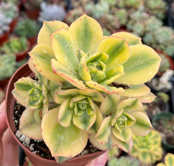 Aeonium Sunburst-Korean