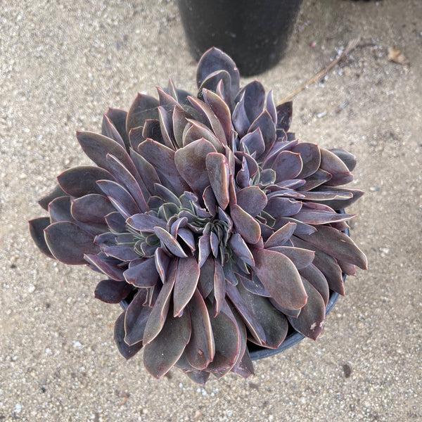 Echeveria Verda Crest