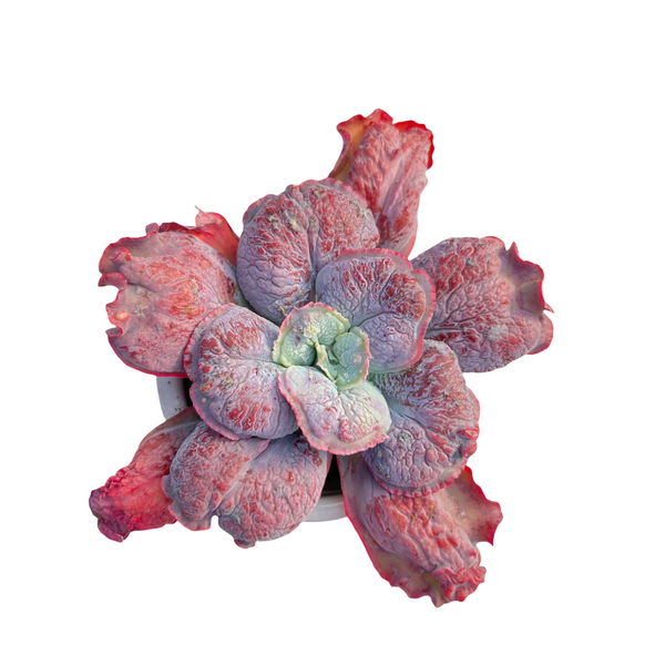 Red bumpy echeveria succulent plant imported from Korea 6