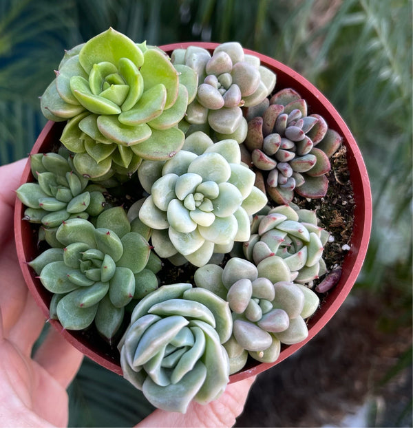 pixie succulent Pixie Succulent Imports