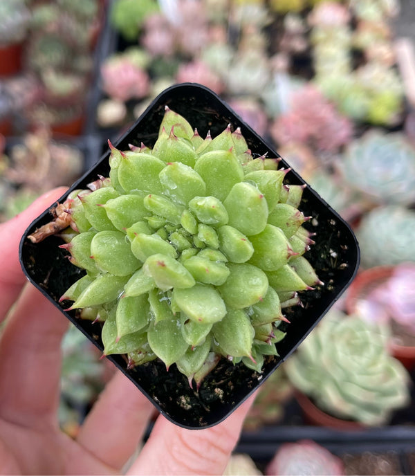succulent sunset designs Echeveria Rainstar