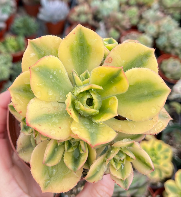Aeonium Sunburst-Korean