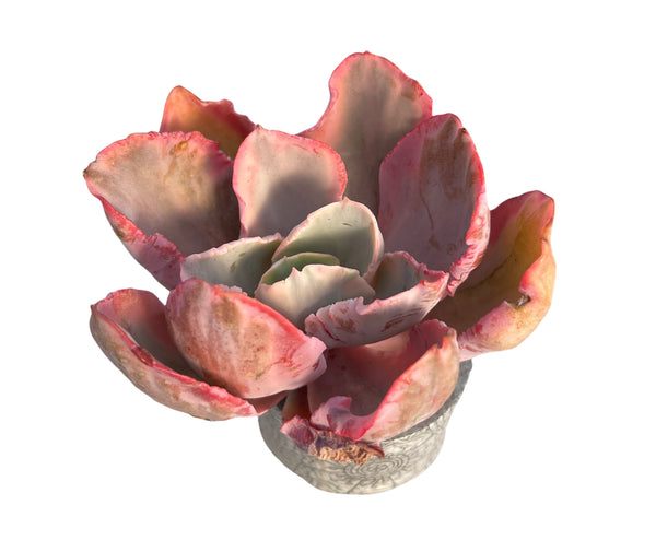 Echeveria Chantilly Variegata