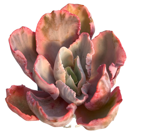 Echeveria Chantilly Variegata
