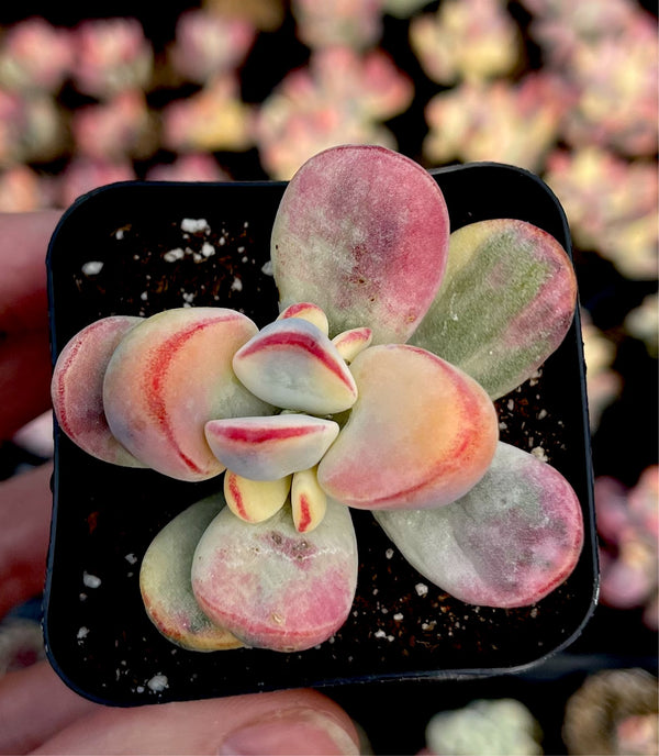 Rare Cotyledon Orbiculata retailer Variegata - Unicorn Plant - rooted