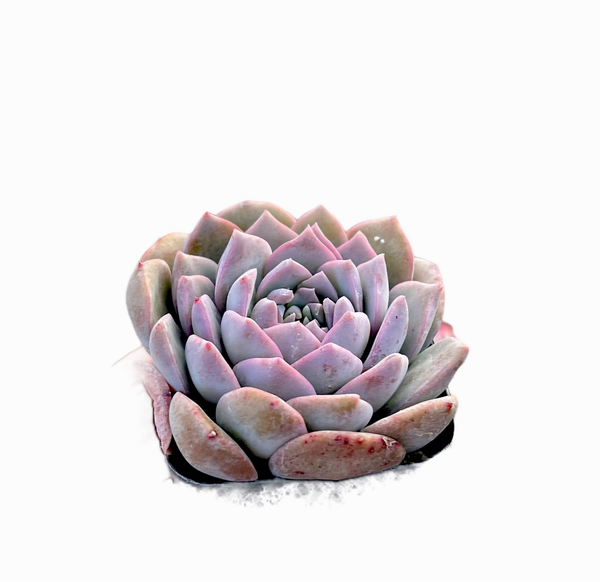 Echeveria Amazing Grace