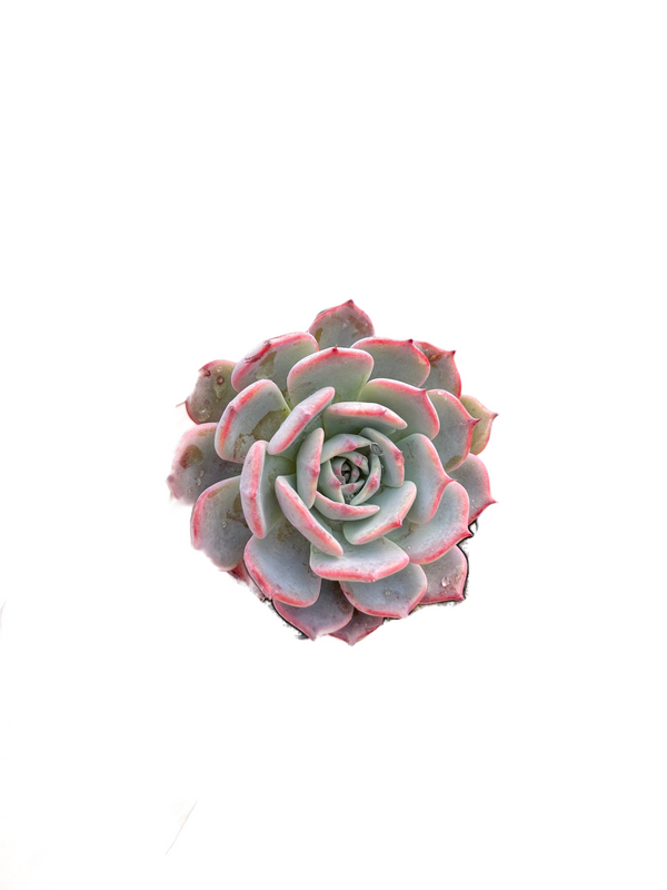 Import Echeveria Laulensis