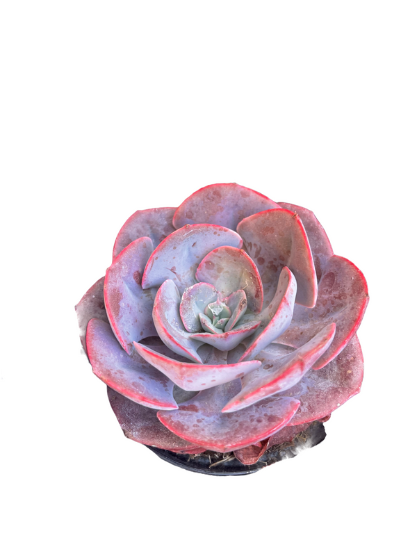 crimson tide succulent Echeveria Crimson Tide