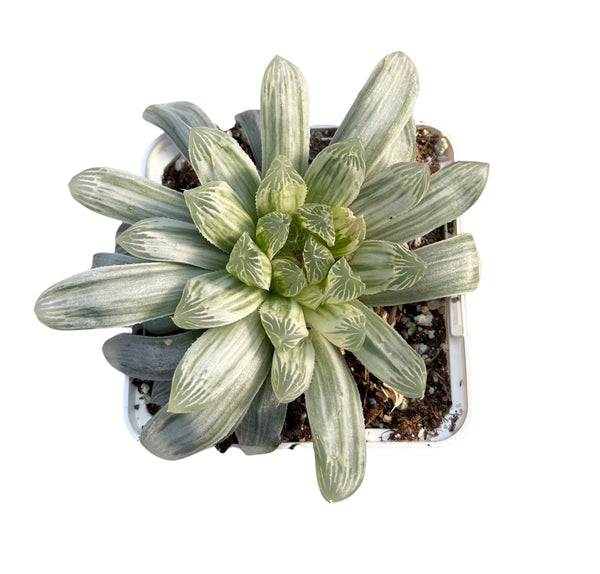 Haworthia Coperi Variegata