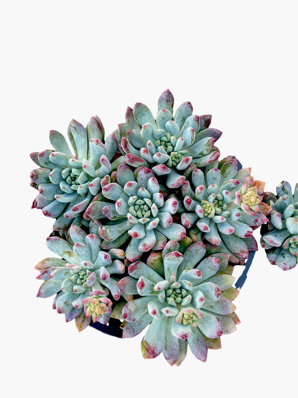 teal colored succulents Sedeveria Blue Elf