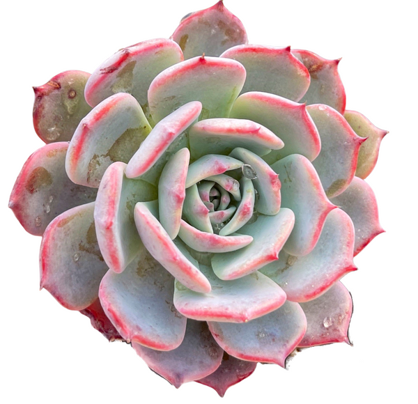 Import Echeveria Laulensis