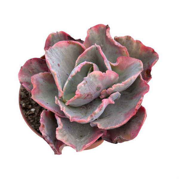 Echeveria Marie Antionette