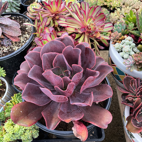 lilac frost succulent Lilac Frost