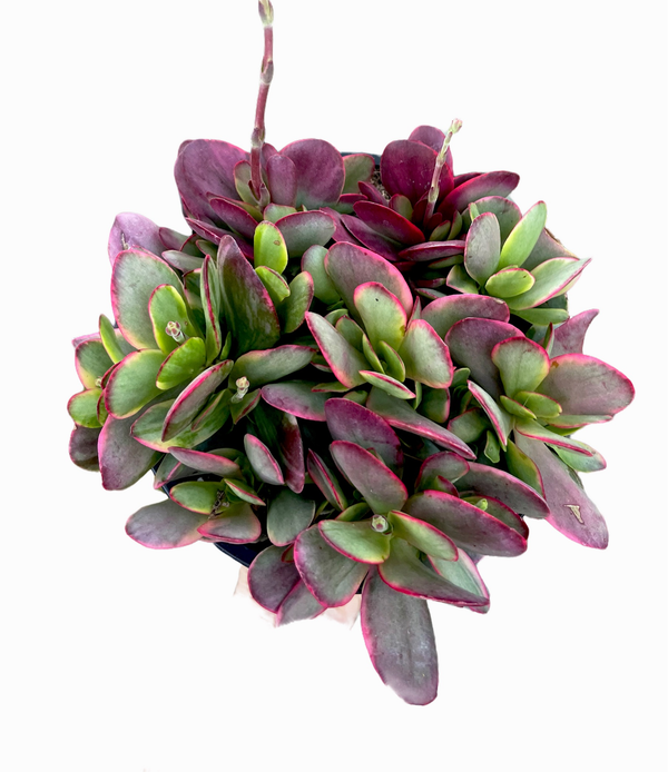 variegated jade plant pink Crassula Platphylla Variegated |Full Sun Cluster | Pink Jade